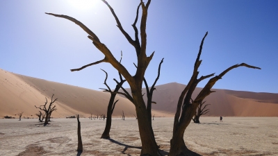 Deadvlei Sossusvlei Namibia (Alexander Mirschel)  Copyright 
Información sobre la licencia en 'Verificación de las fuentes de la imagen'